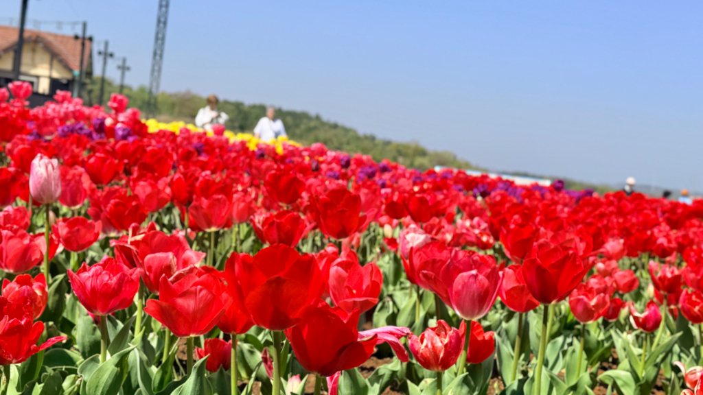 たっきん-ドイツ村ステージ裏チューリップ